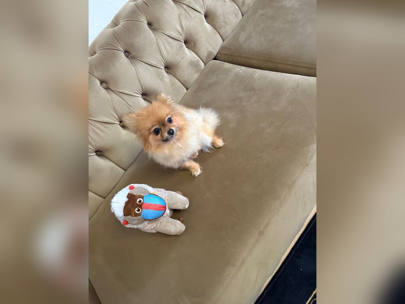 Zwergspitz /Pomeranian 1 jahre alt