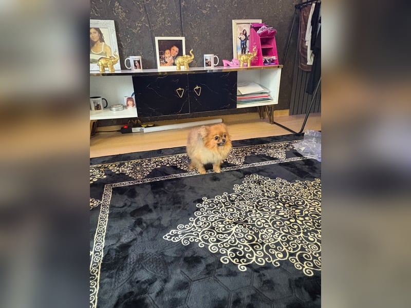 Zwergspitz /Pomeranian 1 jahre alt