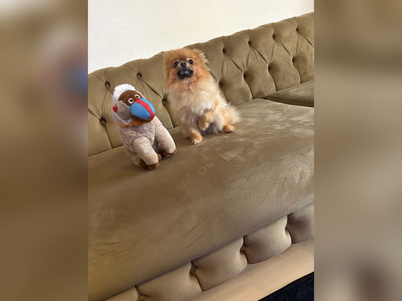 Zwergspitz /Pomeranian 1 jahre alt