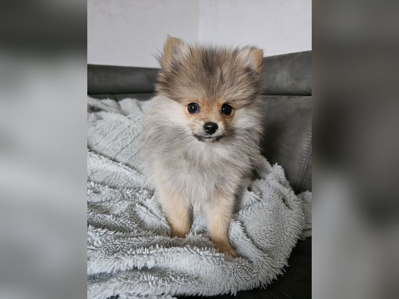 Pomeranian (Zwergspitz) zu verkaufen