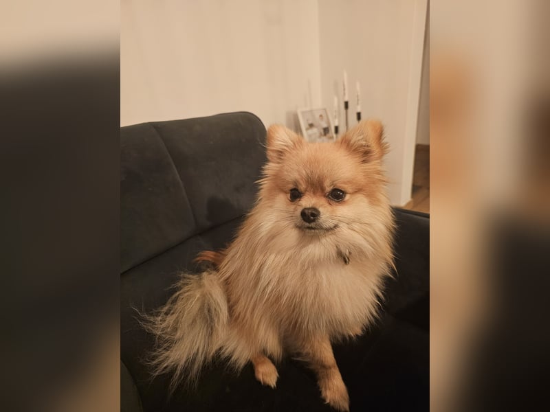 Pomeranian (Zwergspitz) zu verkaufen