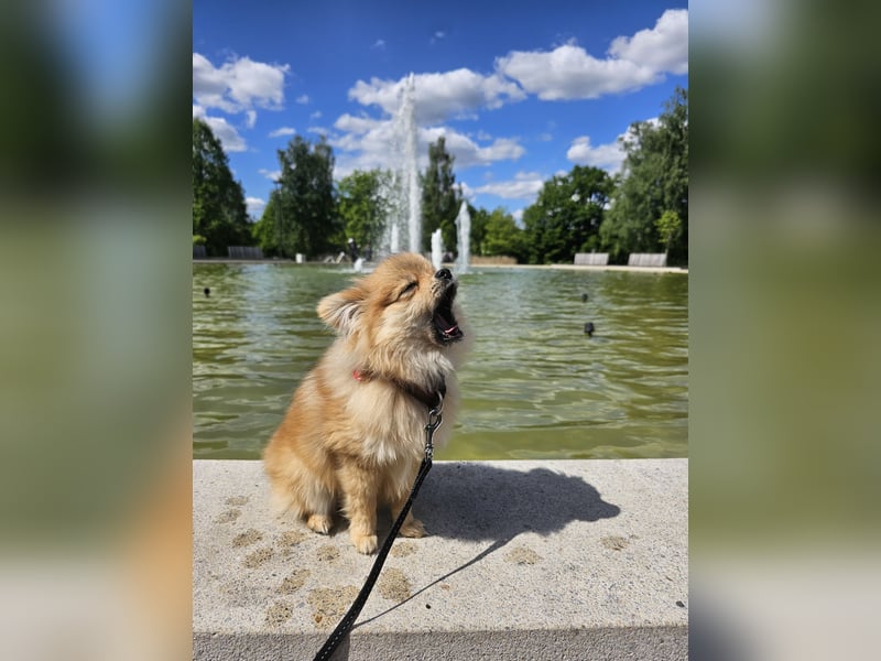 Pomeranian (Zwergspitz) zu verkaufen