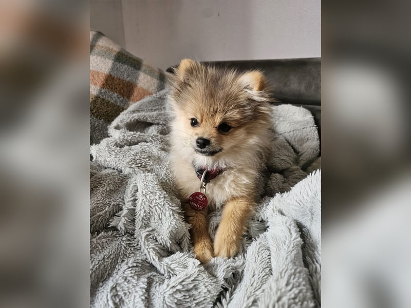 Pomeranian (Zwergspitz) zu verkaufen