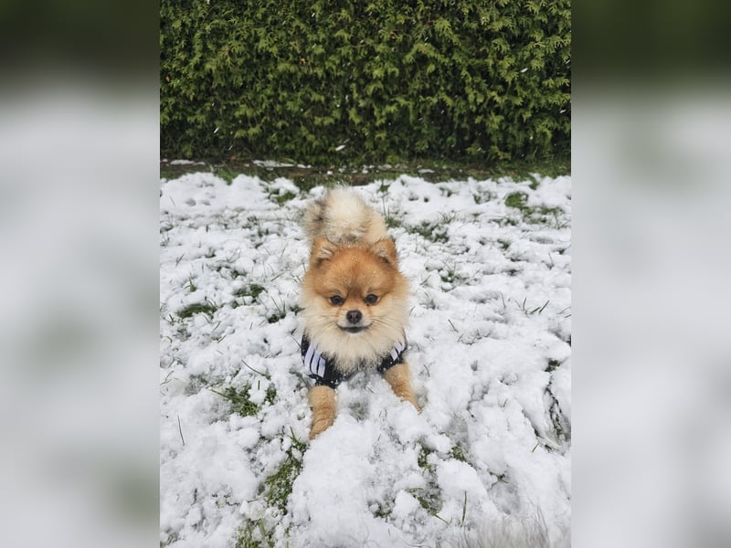 Pomeranian (Zwergspitz) zu verkaufen