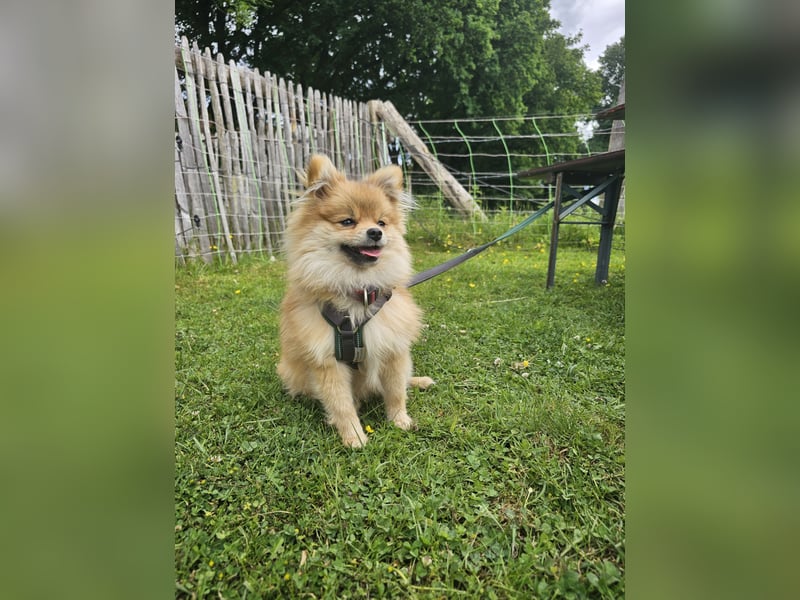 Pomeranian (Zwergspitz) zu verkaufen