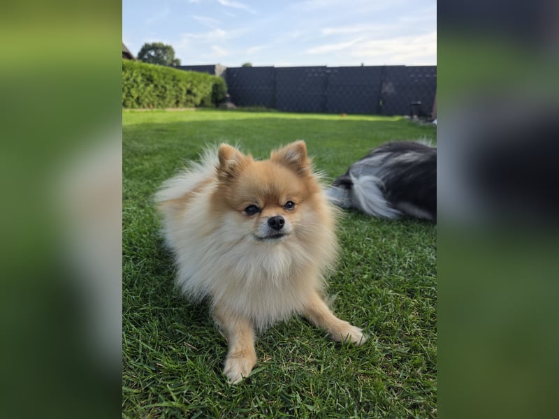 Pomeranian (Zwergspitz) zu verkaufen