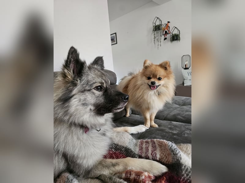 Pomeranian (Zwergspitz) zu verkaufen