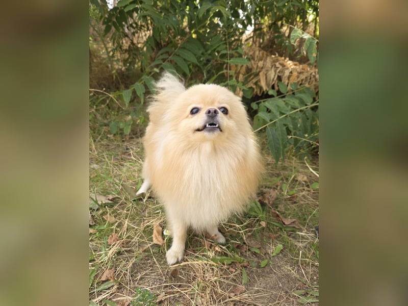 Pomeranien Mädchen Aira