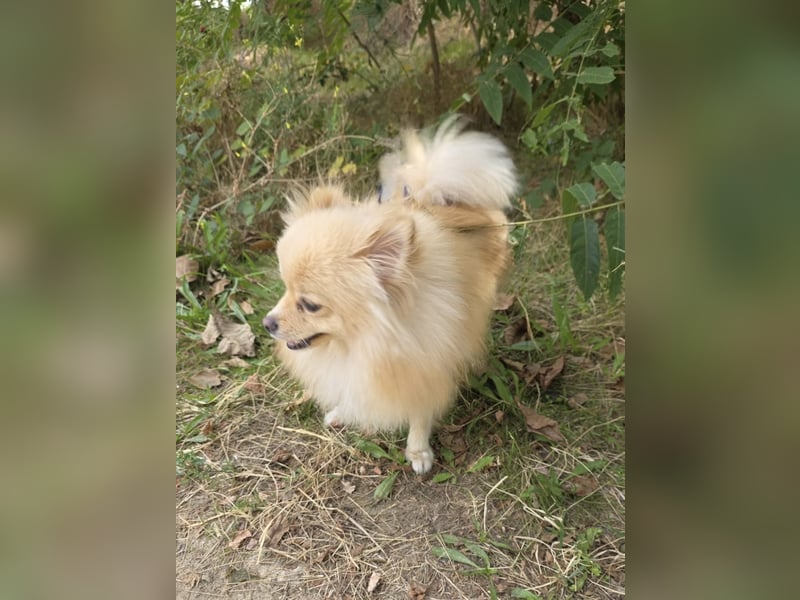 Pomeranien Mädchen Aira