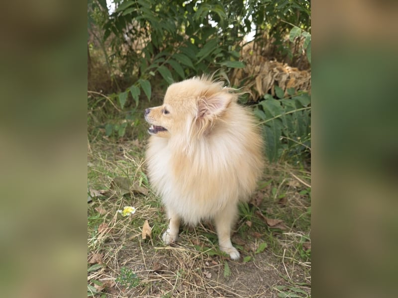 Pomeranien Mädchen Aira