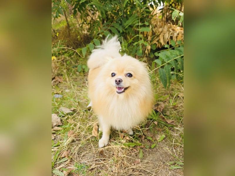 Pomeranien Mädchen Aira