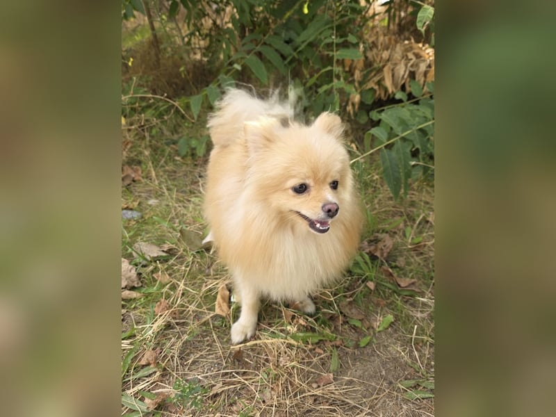 Pomeranien Mädchen Aira