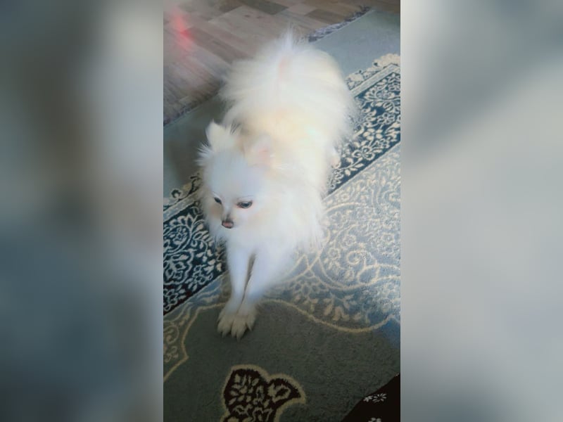 Pomeranian Zwergspitz Rüde sucht liebevolles Zuhause