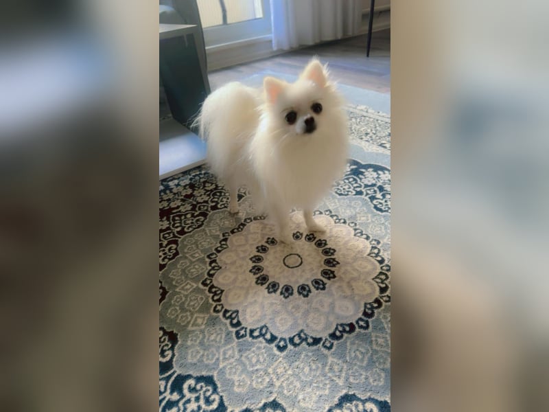 Pomeranian Zwergspitz Rüde sucht liebevolles Zuhause