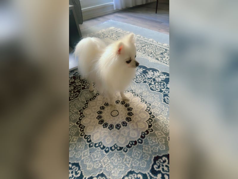 Pomeranian Zwergspitz Rüde sucht liebevolles Zuhause