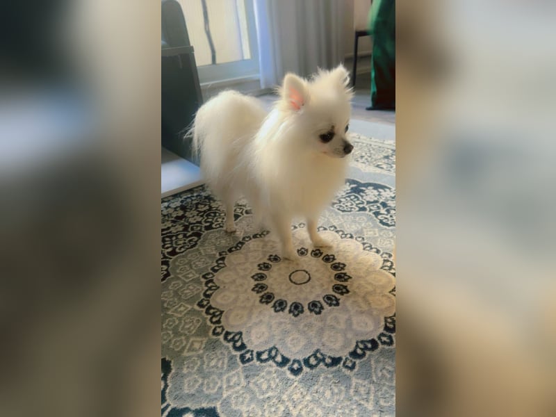 Pomeranian Zwergspitz Rüde sucht liebevolles Zuhause