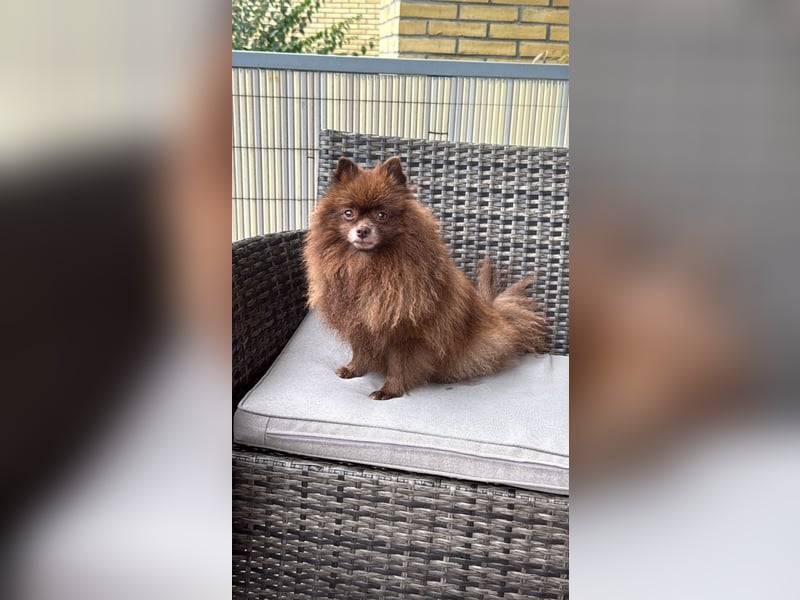 Pomeranian