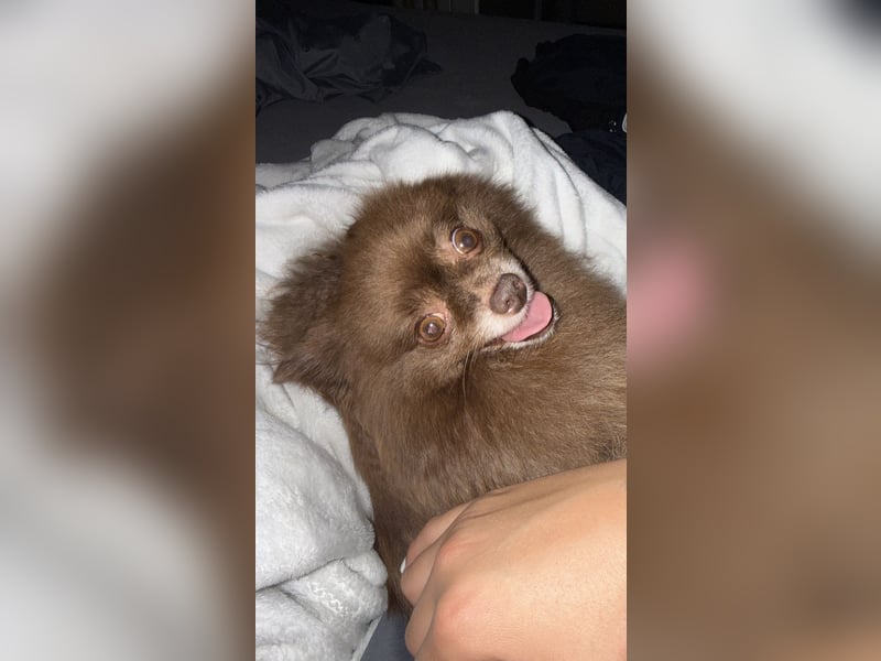 Pomeranian
