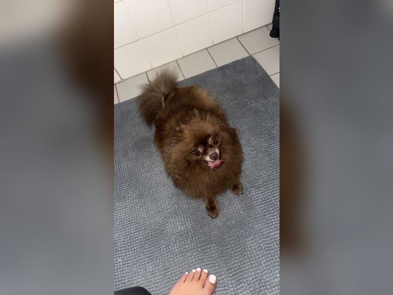 Pomeranian