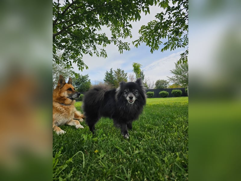 COCO ❤️ einfach ein Schatz, Pflegefamilie Bochum