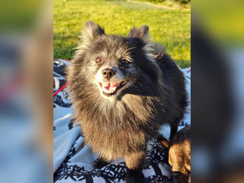 COCO ❤️ einfach ein Schatz, Pflegefamilie Bochum