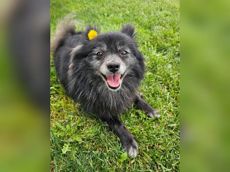 COCO ❤️ einfach ein Schatz, Pflegefamilie Bochum