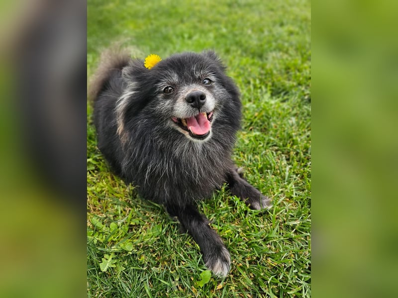 COCO ❤️ einfach ein Schatz, Pflegefamilie Bochum