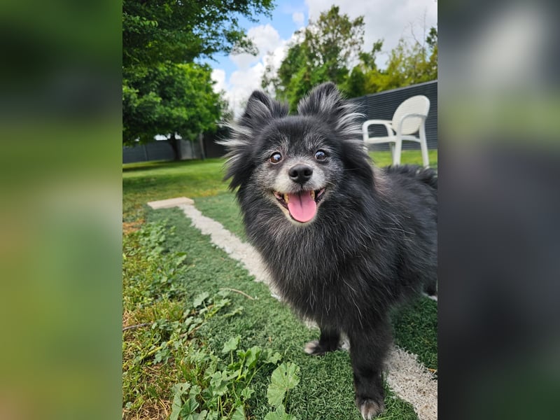 COCO ❤️ einfach ein Schatz, Pflegefamilie Bochum