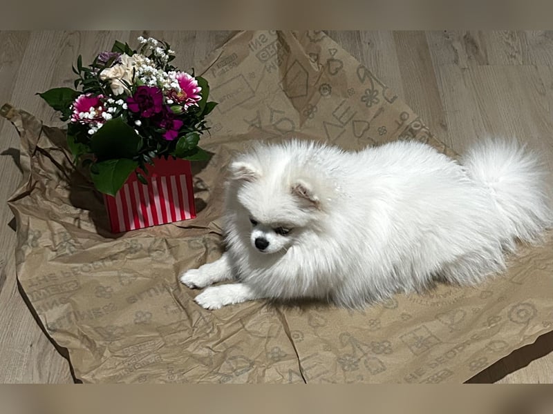 Wunderschöne Pomeranian-Hündin sucht ein liebevolles Zuhause ❤️