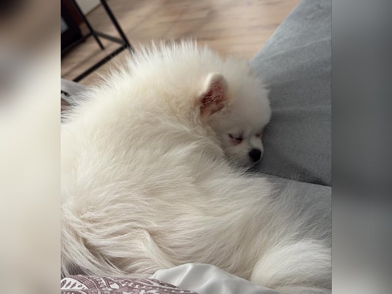 Wunderschöne Pomeranian-Hündin sucht ein liebevolles Zuhause ❤️