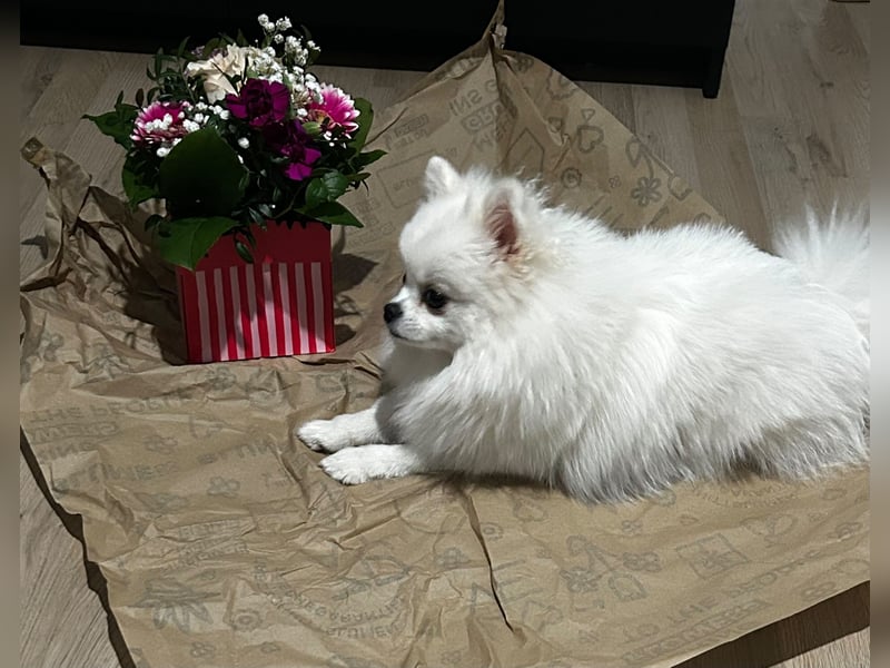 Wunderschöne Pomeranian-Hündin sucht ein liebevolles Zuhause ❤️