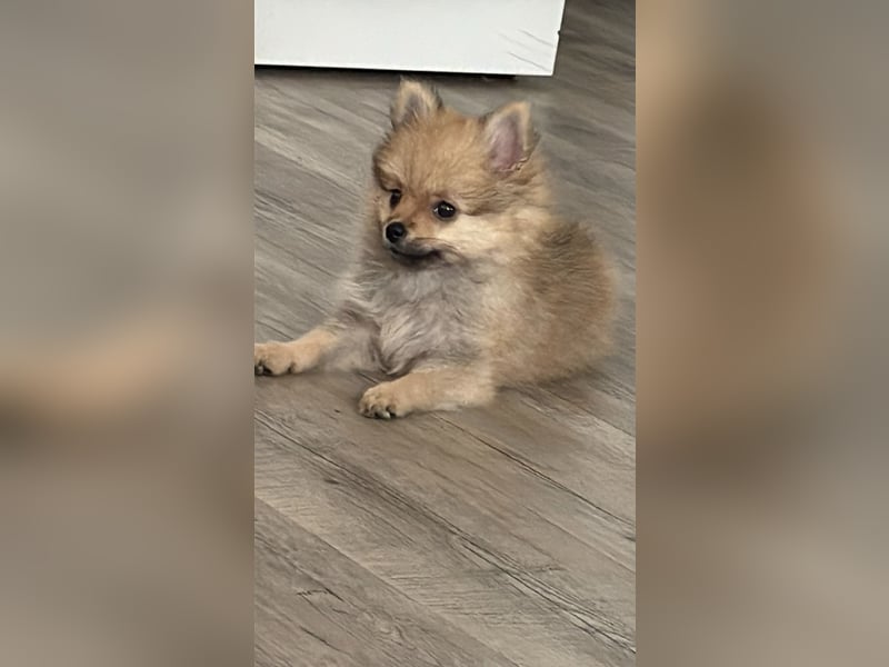 Pomeranian (Zwergspitz)