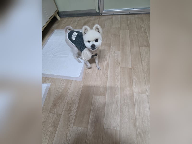 Yun, tapferer kleiner Hundemann