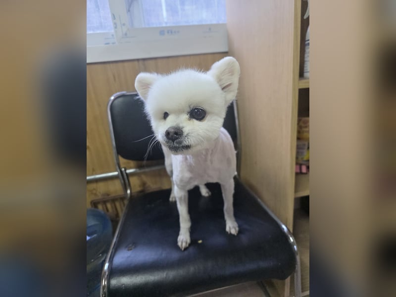 Yun, tapferer kleiner Hundemann