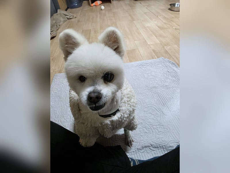 Yun, tapferer kleiner Hundemann