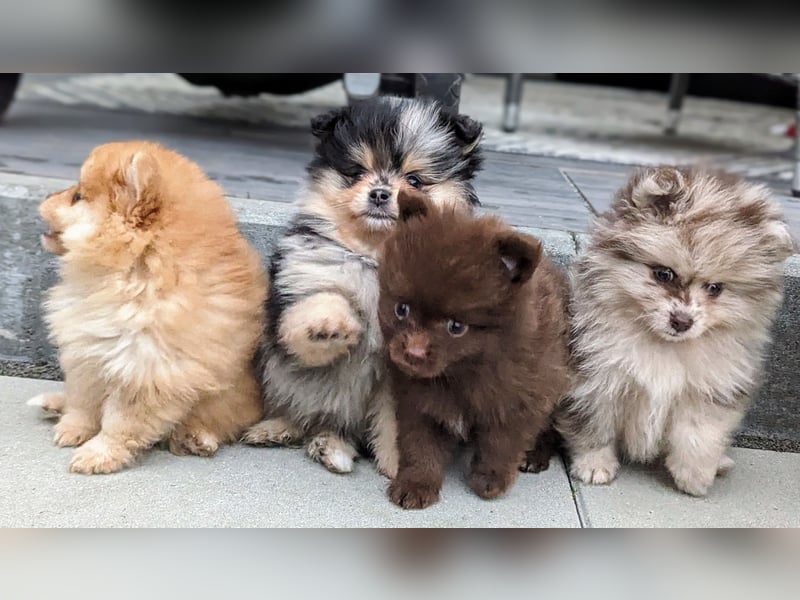 Pomeranian Zwergspitz Blue Merle – mit Ahnentafel