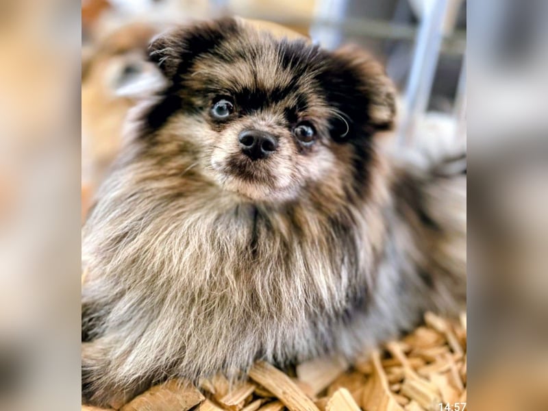 Seltener Pomeranian "Hansi" (Blue Merle) mit Ahnentafel – Sucht ein liebevolles Zuhause für immer