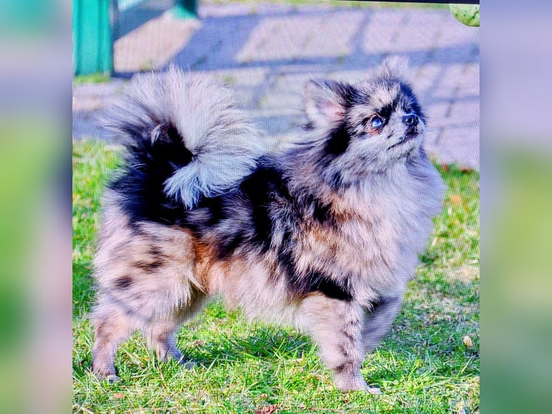 Seltener Pomeranian "Hansi" (Blue Merle) mit Ahnentafel – Sucht ein liebevolles Zuhause für immer