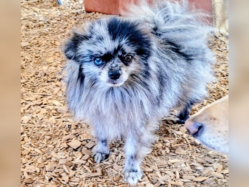 Seltener Pomeranian "Hansi" (Blue Merle) mit Ahnentafel – Sucht ein liebevolles Zuhause für immer