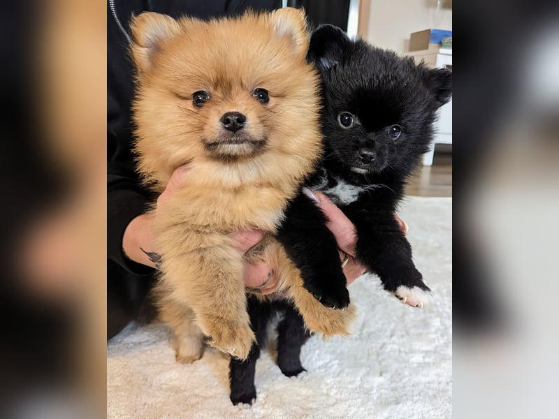 Seltener Pomeranian "Hansi" (Blue Merle) mit Ahnentafel – Sucht ein liebevolles Zuhause für immer