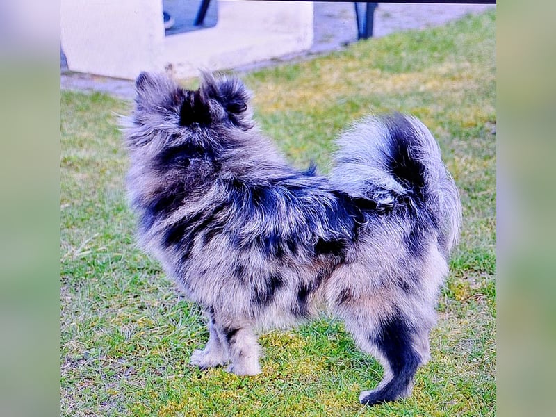 Pomeranian Zwergspitz Blue Merle – mit Ahnentafel