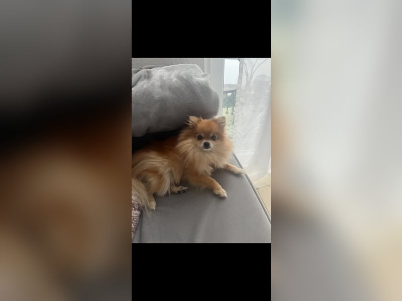 Zwergspitz (Pomeranian)