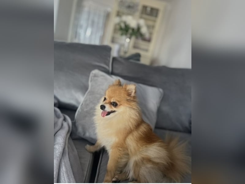 Zwergspitz (Pomeranian)