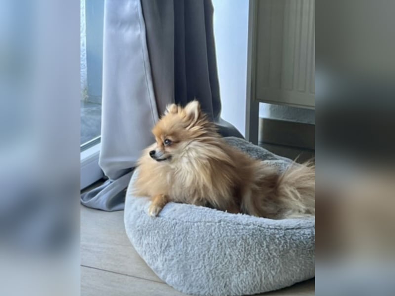 Zwergspitz (Pomeranian)