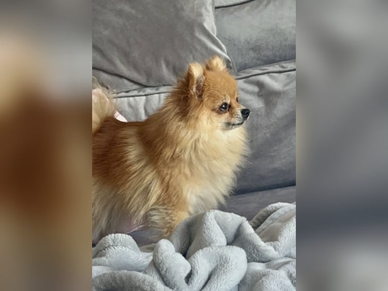 Zwergspitz (Pomeranian)