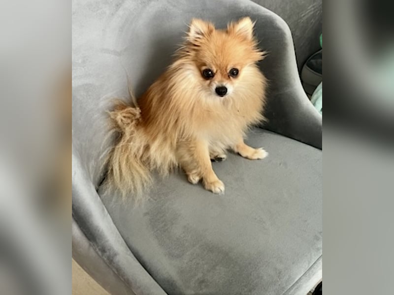 Zwergspitz (Pomeranian)