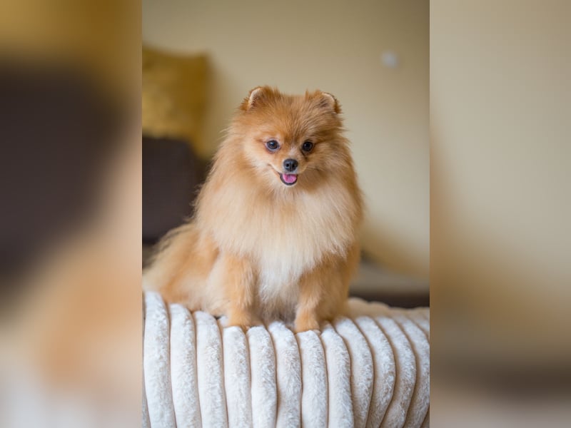 Pomeranian Zwergspitz Hündin 1 Jahr alt