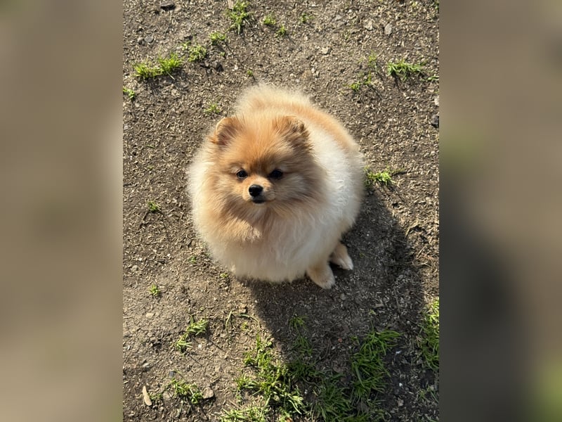 Pomeranian Zwergspitz Hündin 1 Jahr alt
