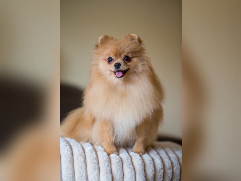 Pomeranian Zwergspitz Hündin 1 Jahr alt