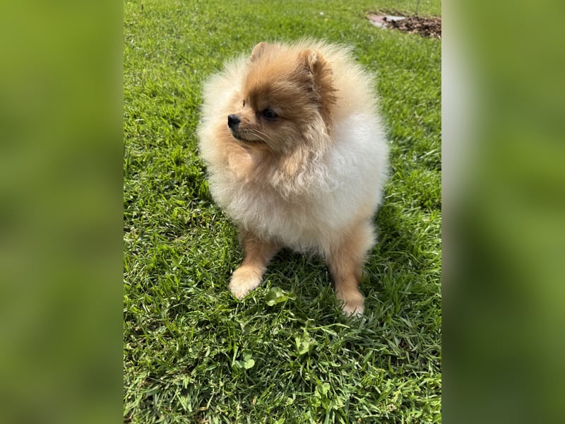 Pomeranian Zwergspitz Hündin 1 Jahr alt